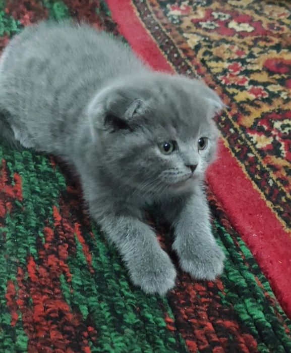 Продается котенок породы шотландский скоттиш фолд!