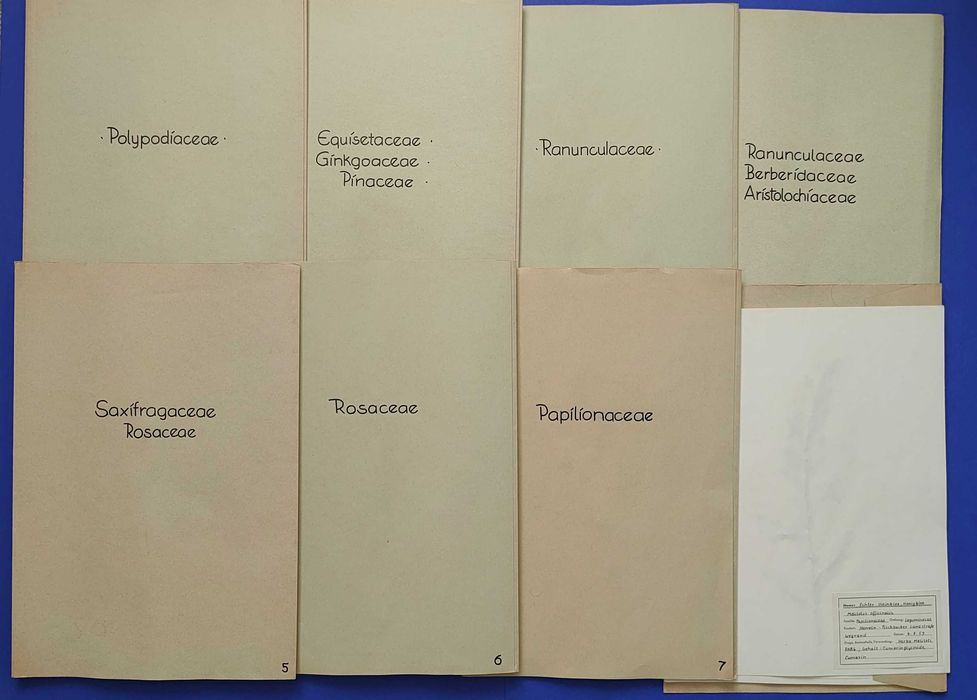 Herbarium Anii` 50 -60