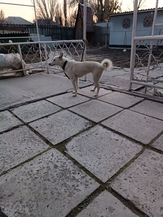 Продам западно сибирскую лайку