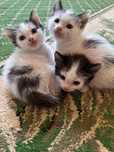 Отдам котят (мальчики)