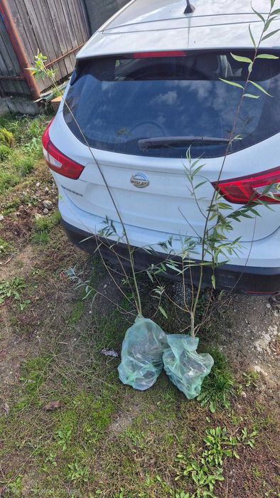 Donez doi pui de salcii, soi romanesc