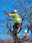 Toaletare Taiere Copaci Pomi, Tocat, Stropit - Alpinist Arborist Buzău