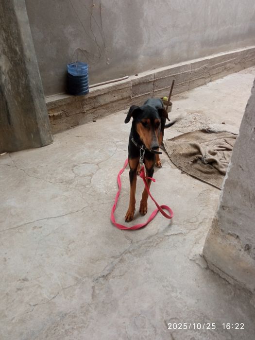 Продается собака доберман