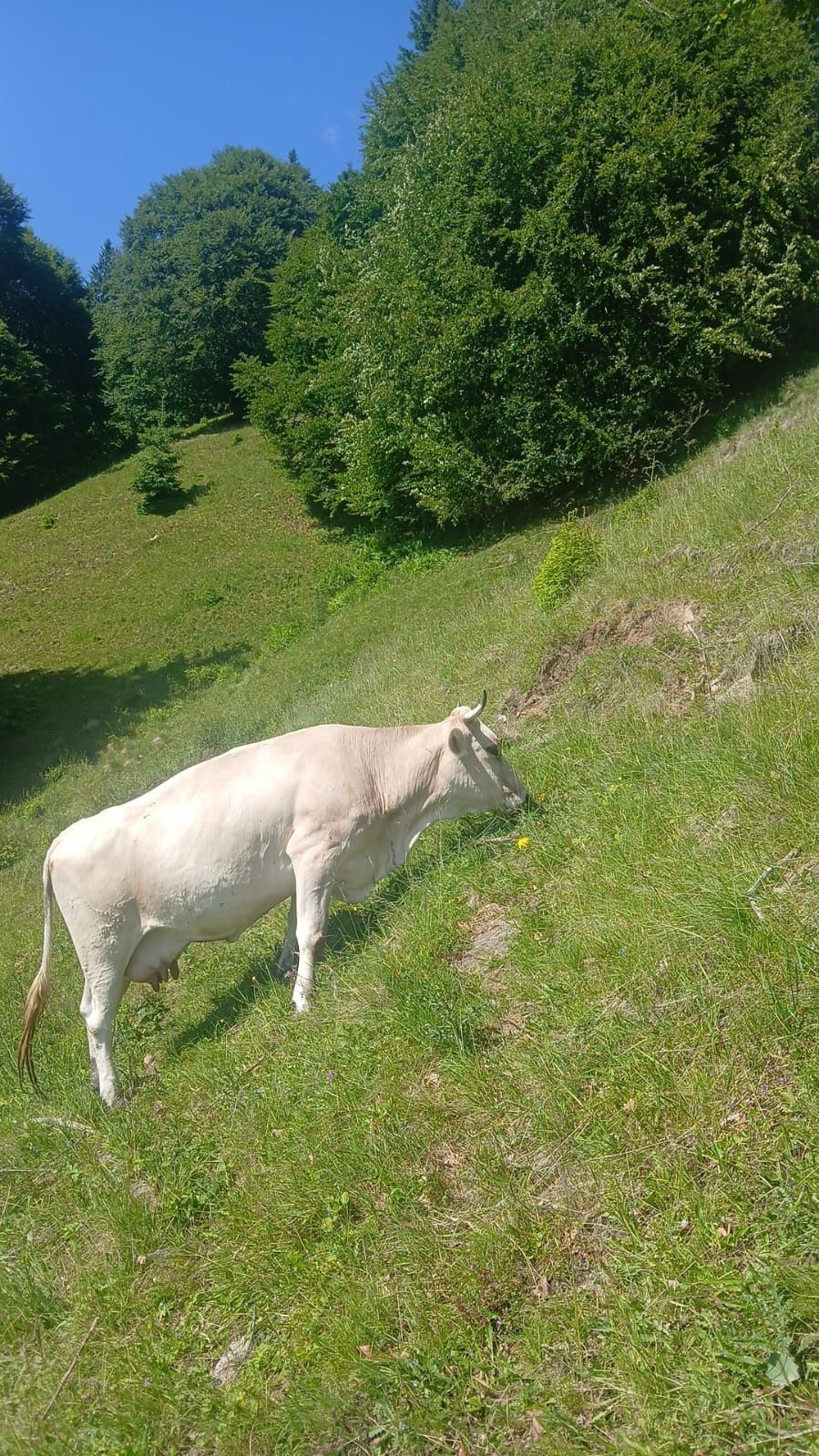 Vând doua vaci de vânzare