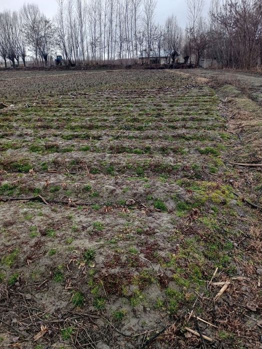 Ohongoronda noturar yer sotiladi nejeloy