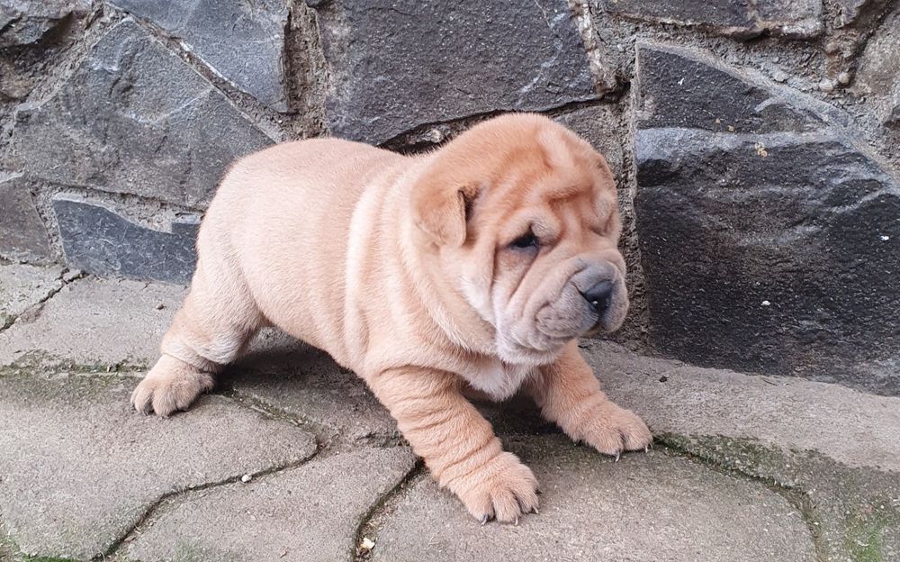 Catelusa Shar pei