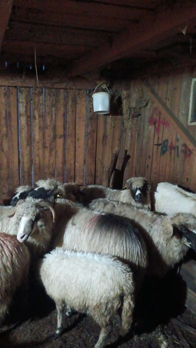 Dau la schimb 7 oi bune pe o manză