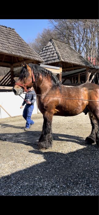 Vând armasar Ardenez