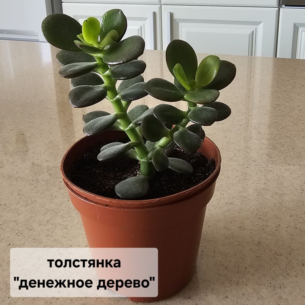 Цветы и растения