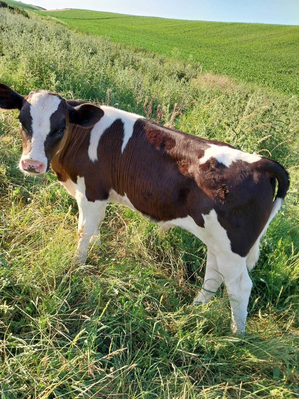 Vand vitel de 2 luni