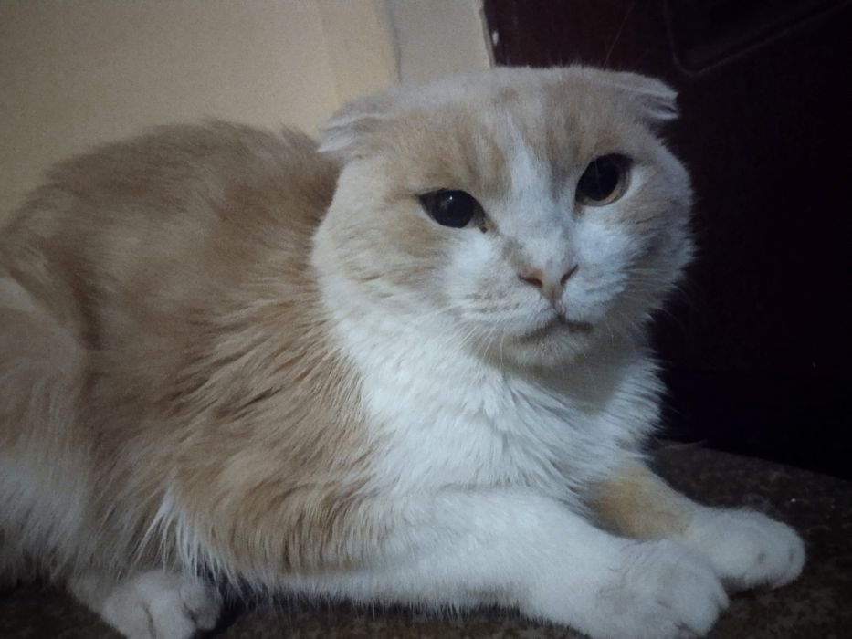 Viyaska xizmat qiz bola mushuklar taklif etamiz