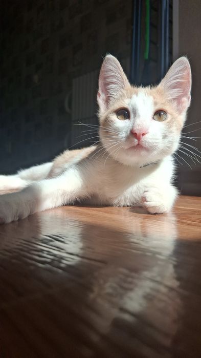 Отдам очень красивого кота