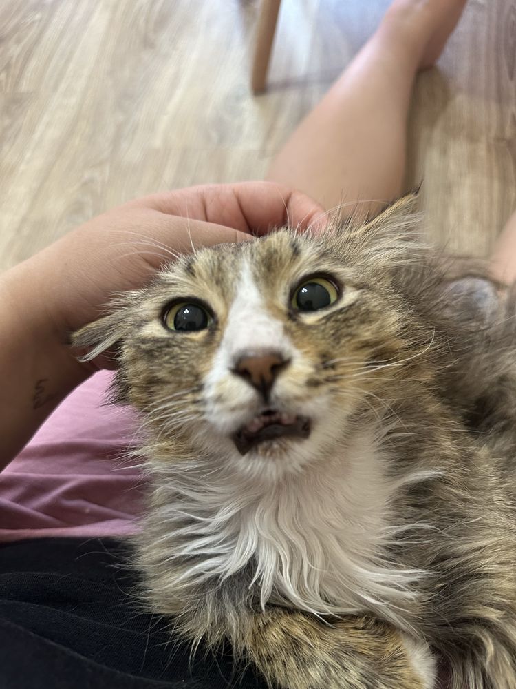 Отдаем котика в добрые руки