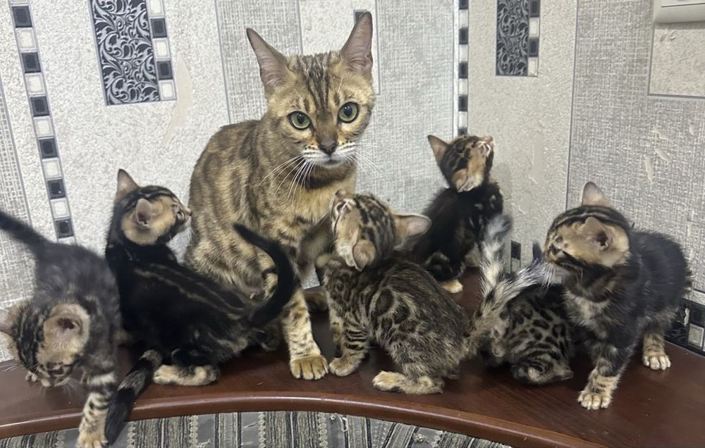 Бенгальские котята