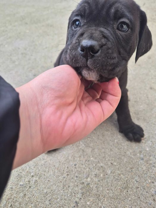 Кане Корсо / Cane Corso