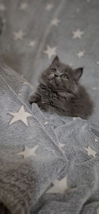 Красивые британские котята