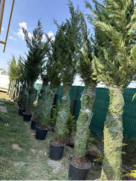 Leylandii chipaross la ghiveci