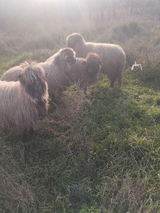 Oi de vânzare Podari -Livezi