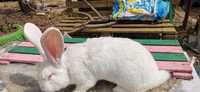 Продавам зайци,чисти породи(бял великан) и кръстоски