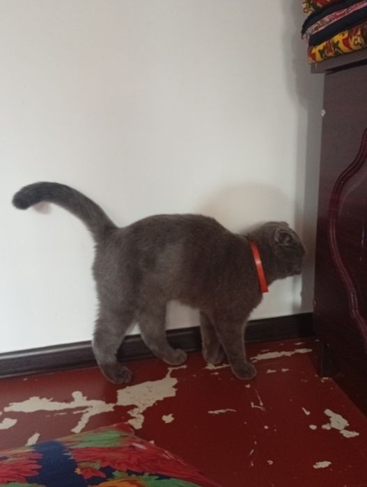 Харошая домашная кошка