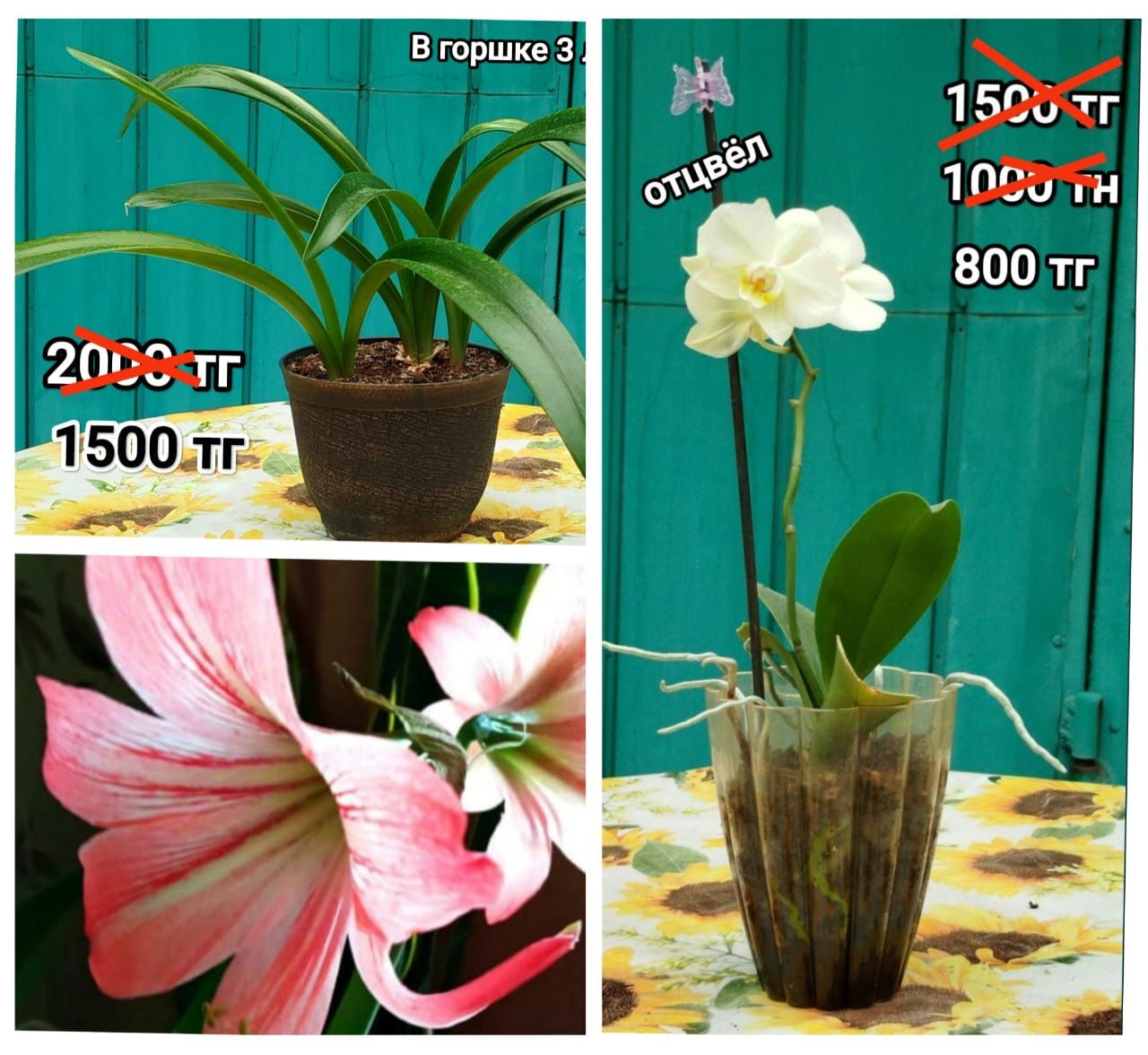 Комнатные растения
