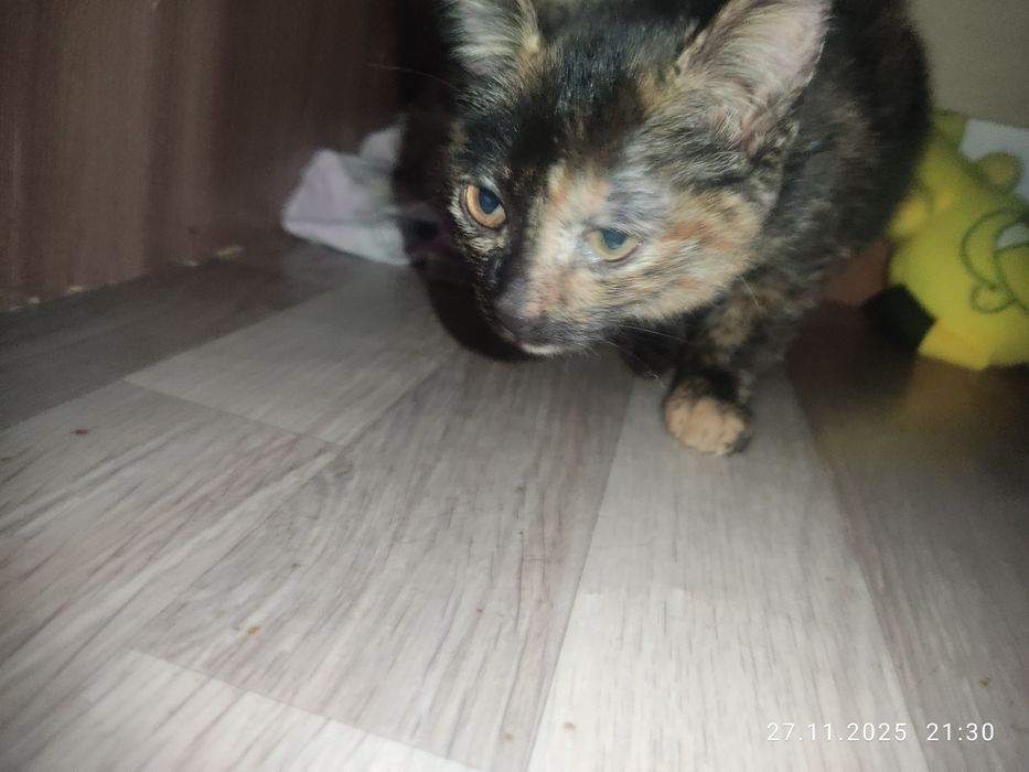 Котик с уникальной рассветом