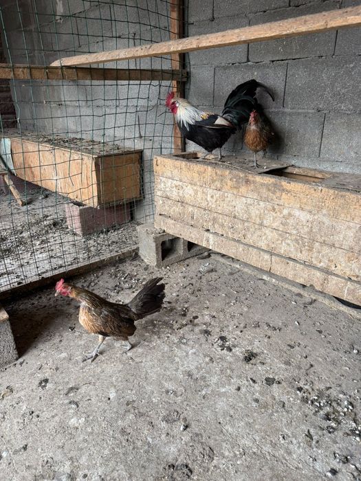 Продам  карликовых кур порода феникс