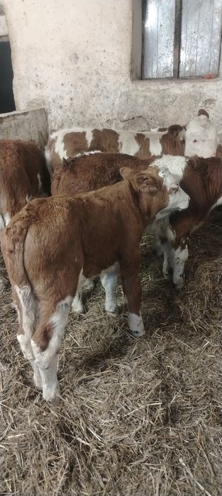 Vand vitei baltata românească