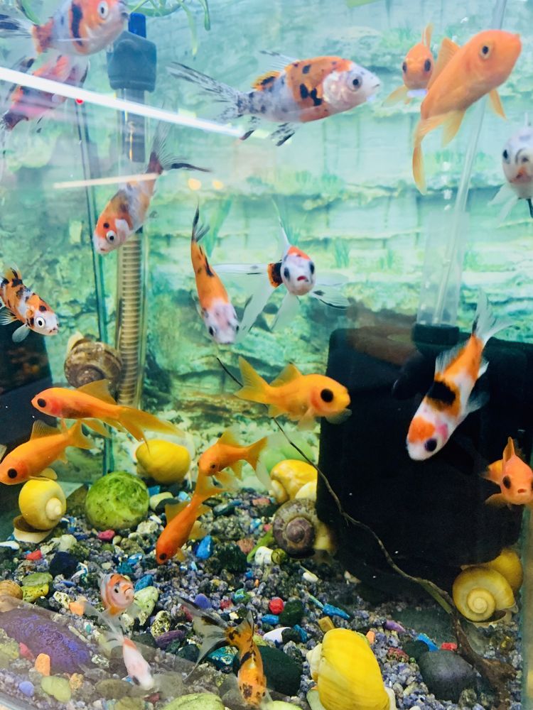 Золотые рыбки-риукины, телескопы, кометы в зоомагазине «Живая Природа»