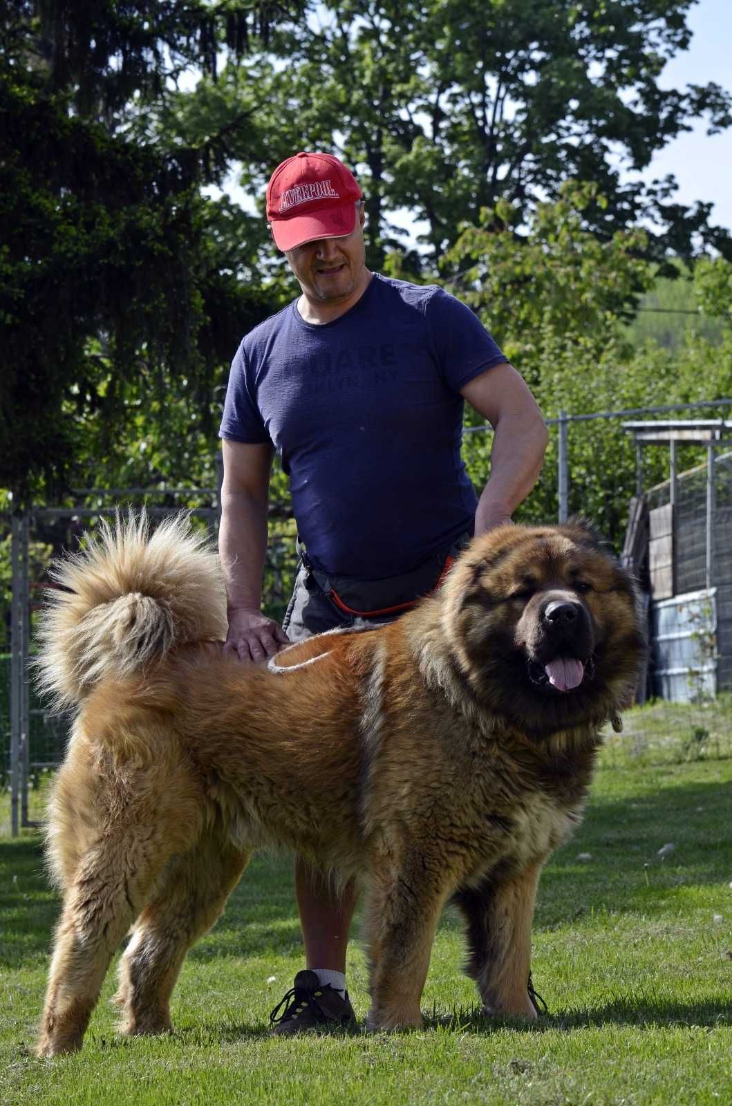 Кавказка Овчарка