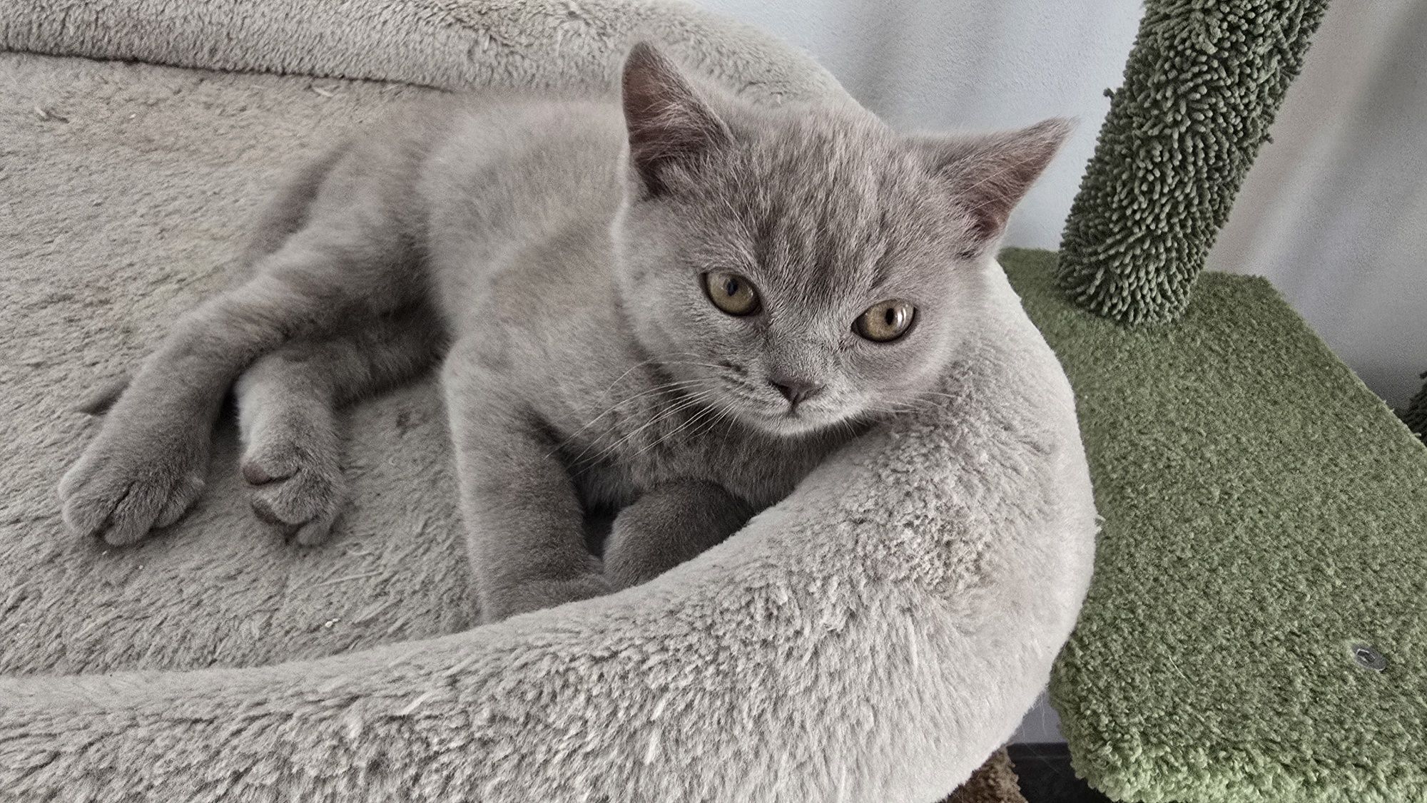 Pisici british shorthaire
