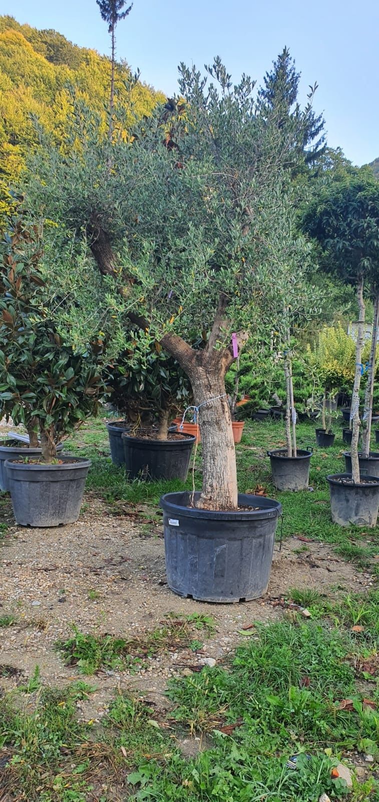 Plante ornamentale, cedru pendular, palmieri, măslin catalpa spirale