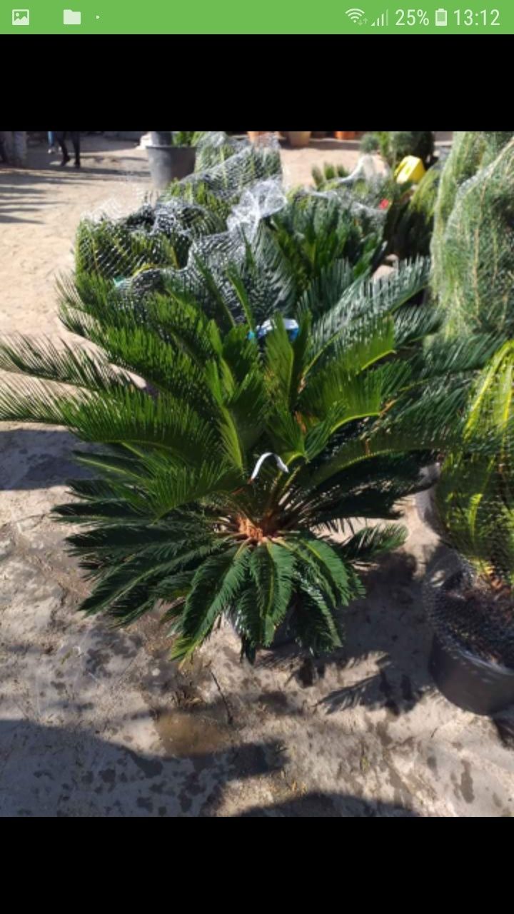 Tuia smarald columna braband pon pon spirale arțar palmieri
