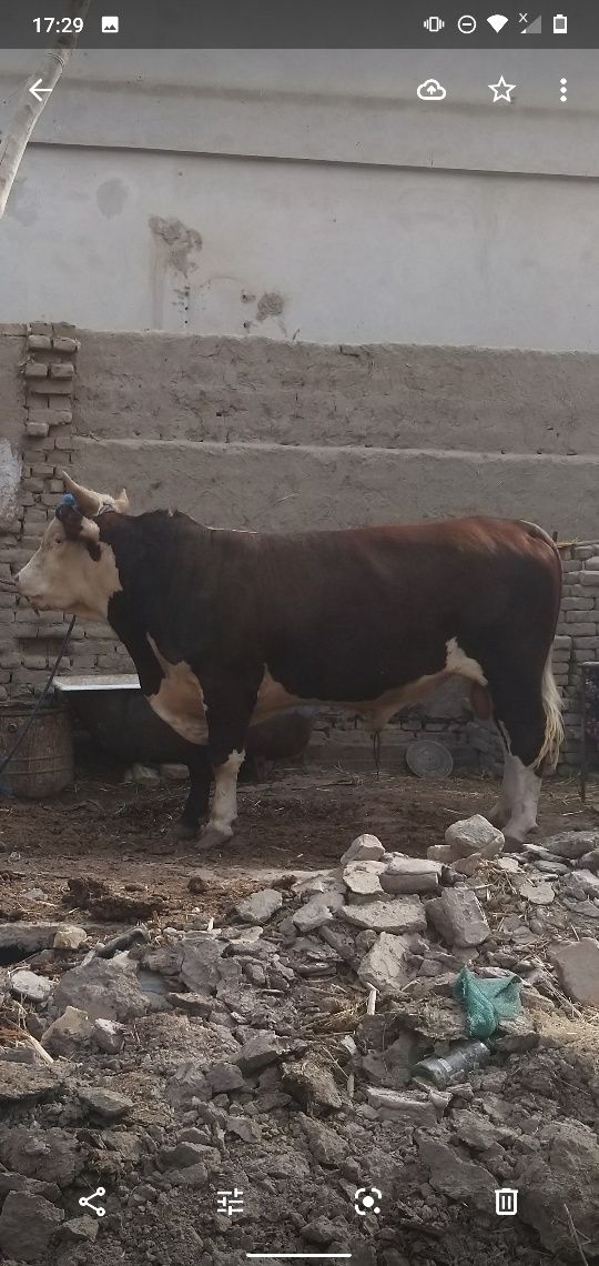 Zottor buqa ,xokiz