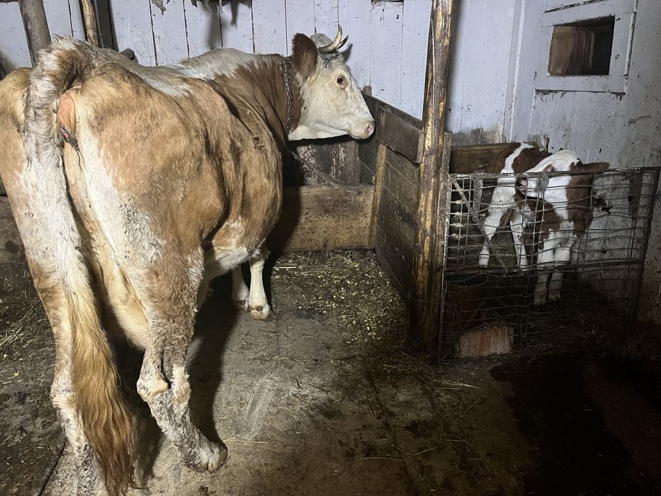 Vand vacă de lapte, cu tot cu vițel.