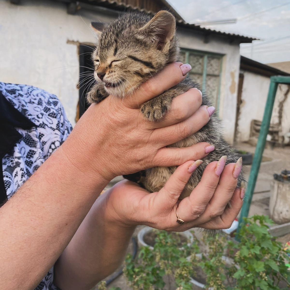 Отдам котенка девочку в добрые руки