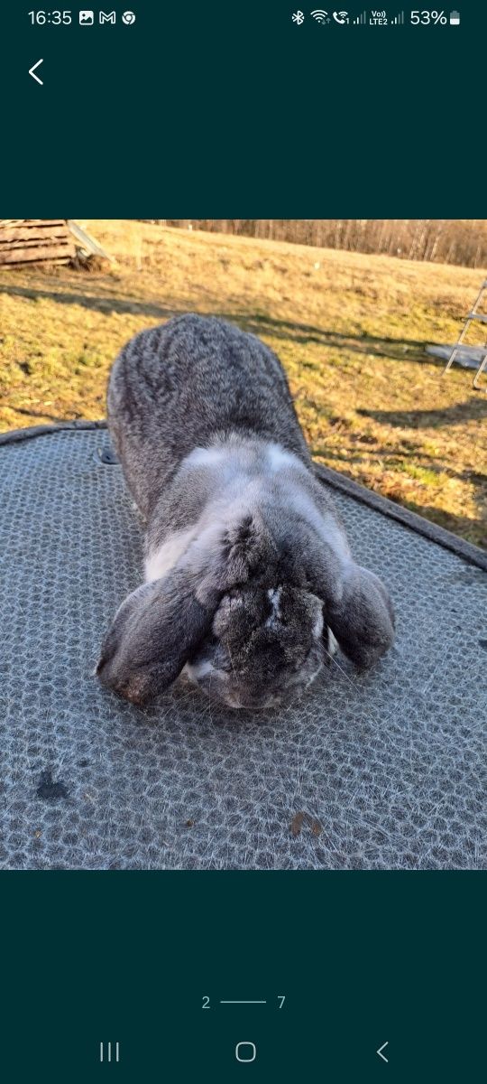 Berbec german chinchilla pui și maturi
