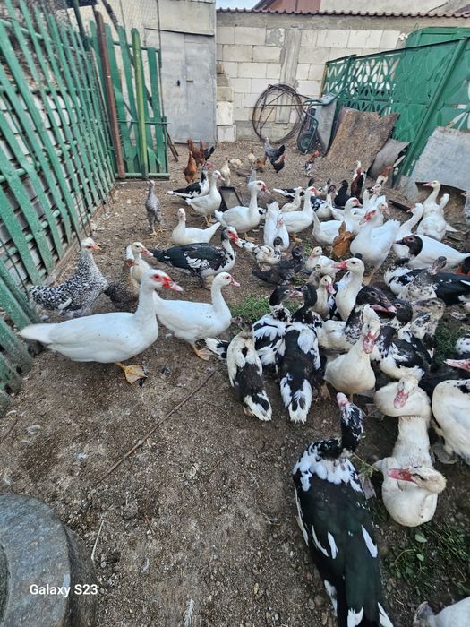Vand rate lesesti.100 lei bucata