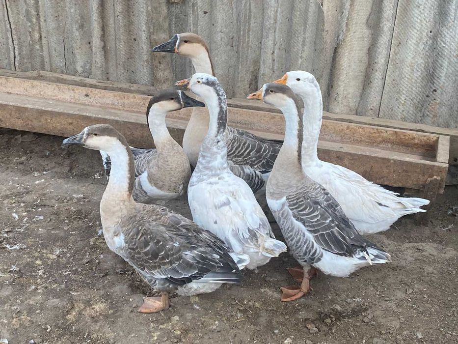 Продам домашних гусей