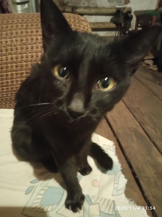 Отдаю чудесную Котёнку