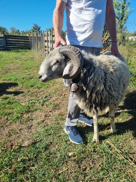 Berbec Monta Karakul