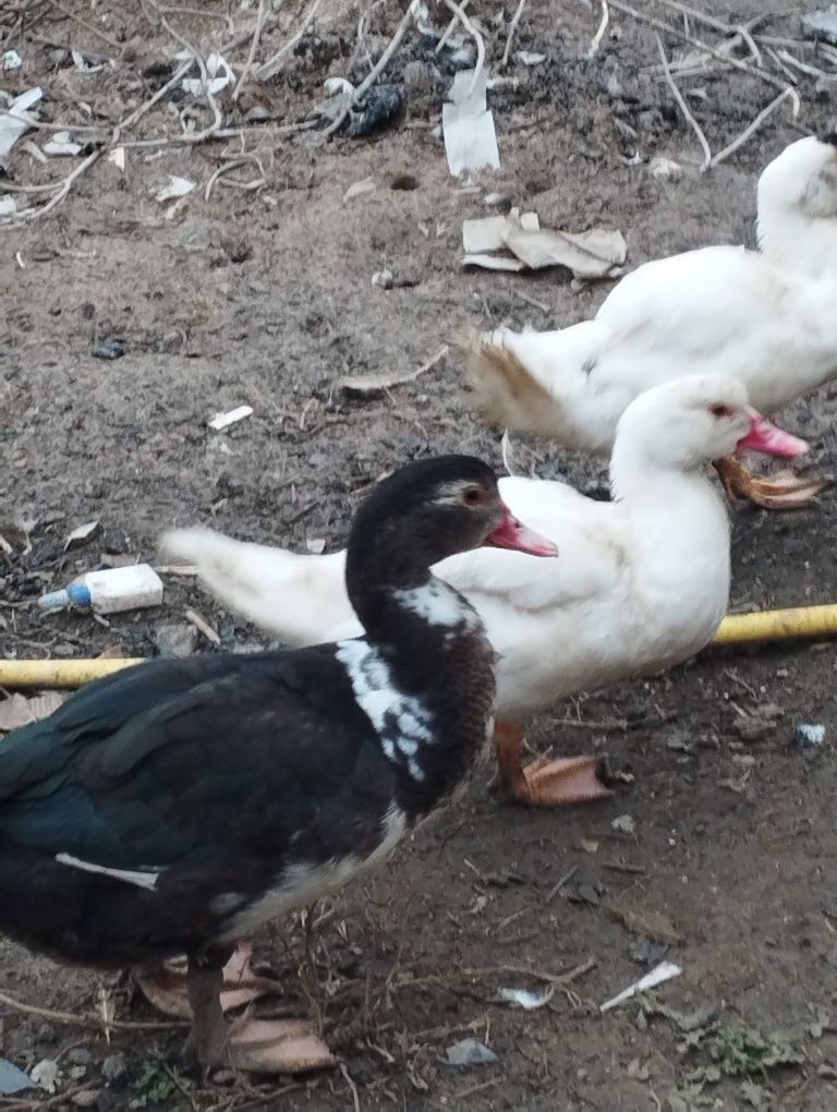 Vand rate mute (rate,rățoi)
