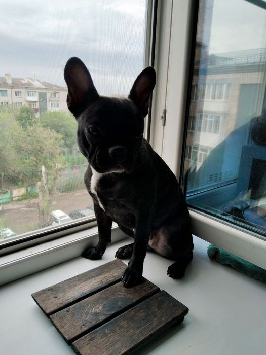 Продам французскую бульдожку