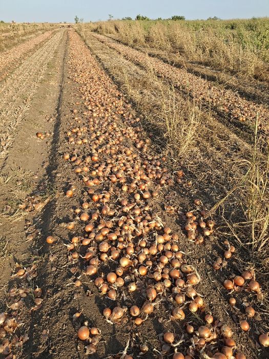 Ceapa galbena din samanta recolta 2025