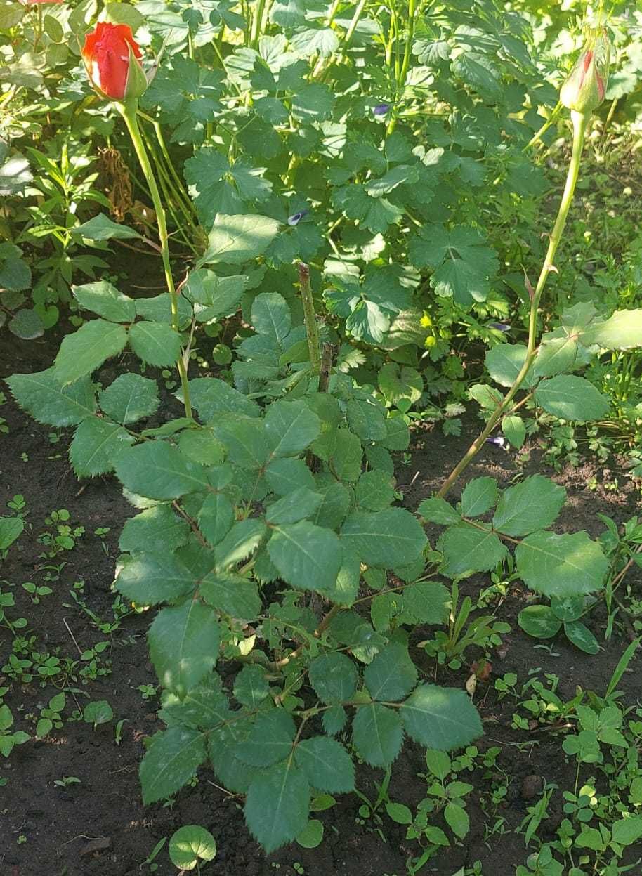 Продам кусты роз