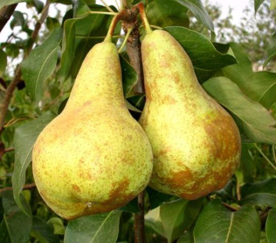 Pomi fructiferi La Ghiveci (Păr )