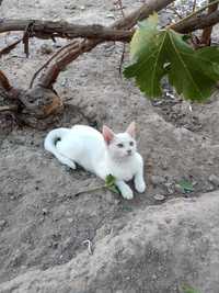 Кошка белая сиамская