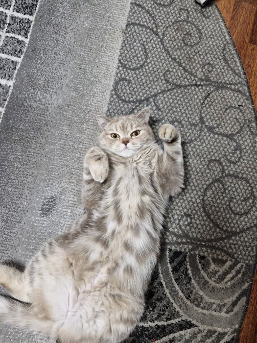Кошечку  вислоухая