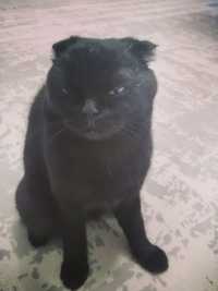 Котик Кузя чёрный вислоухий кот