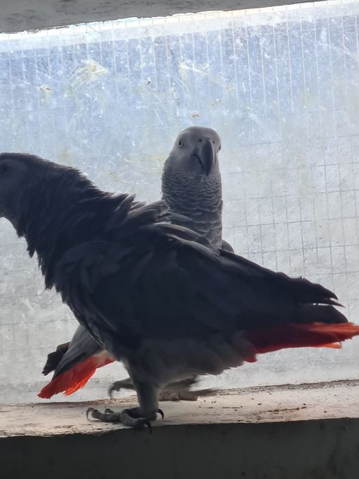 Vand pereche papagali jako